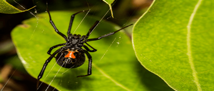 Local Pest Control Experts For Spider Control