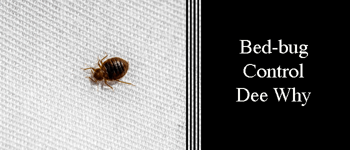 Bed Bug Control Dee Why