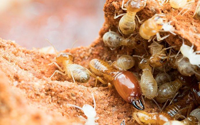 Termite Concerns